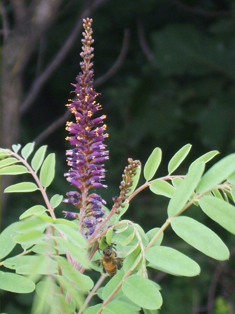 Amorpha_fruticosa_05