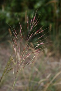 Chrysopogon_gryllus_1
