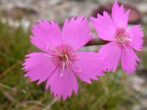 Dianthus_sylvestris