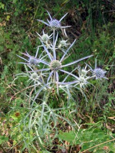 Eryngium_amethistium