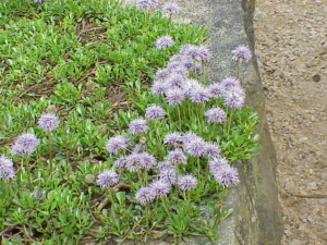Globularia_cordifolia4