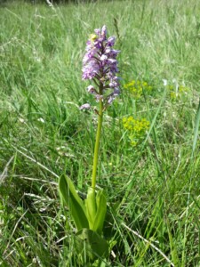 Orchis_militaris_sl3