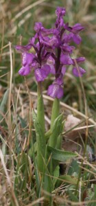 Orchis_morio_plants