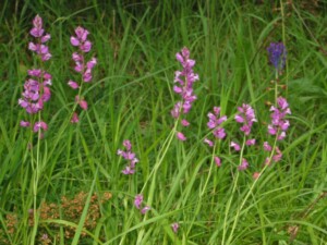 Polygalaceae_-_Polygala_vulgaris-3