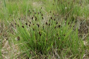 Schoenus_nigricans_kz2
