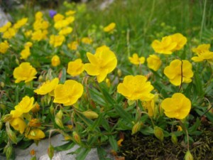 Sonnenröschen02