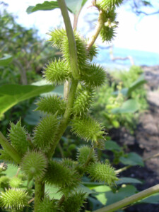 Starr_040410-0036_Xanthium_strumarium_var._canadense