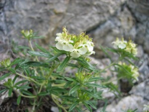 Teucrium_montanum