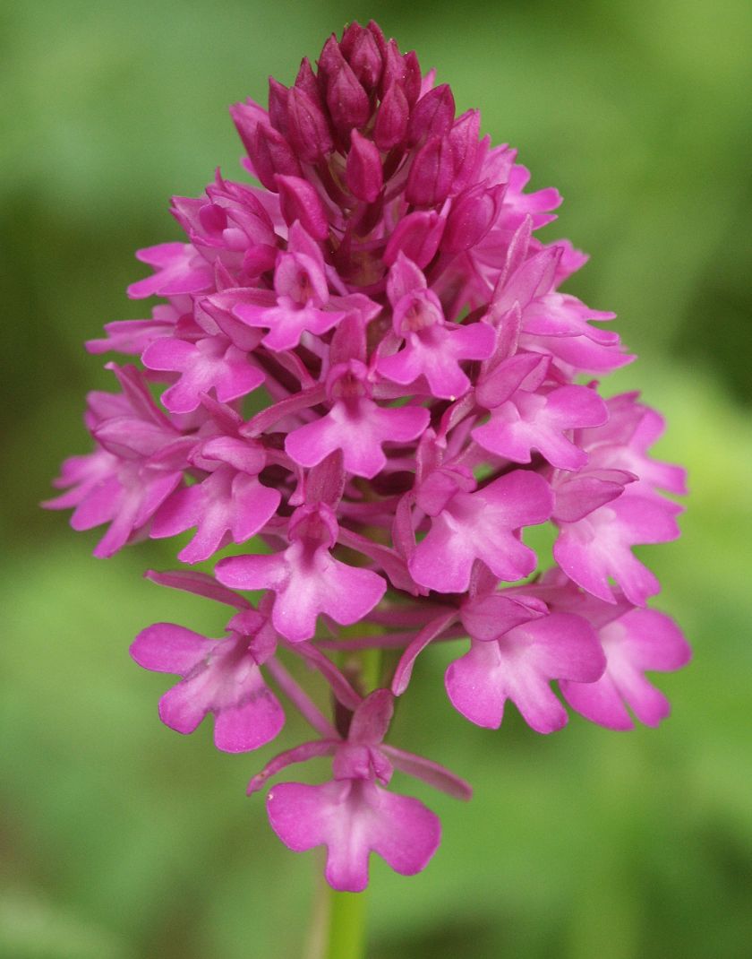 Anacamptis_pyramidalis_flowers