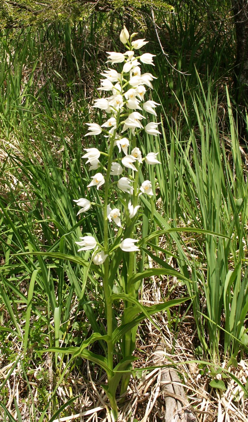 Cephalanthera_longifolia_plant100604