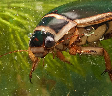 Escarabajo_buceador