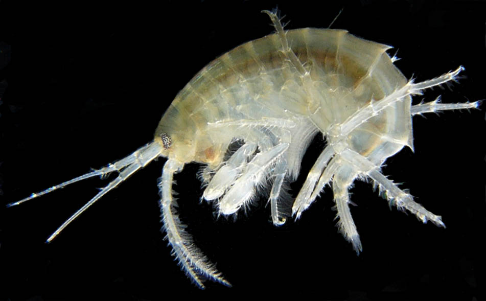 Gammarus_roeselii