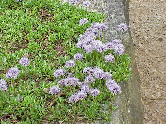 Globularia_cordifolia4 (1)