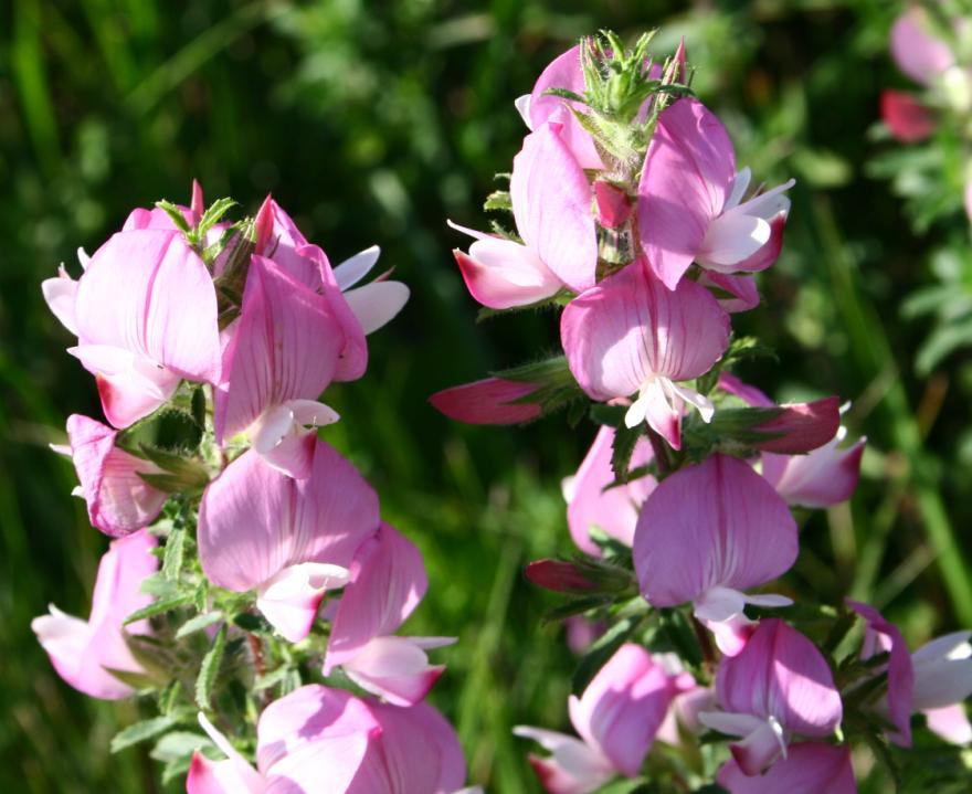 Ononis_spinosa_ENBLA01