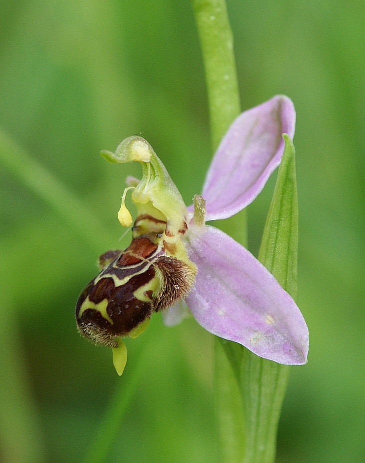 Ophrys_apifera_flower2