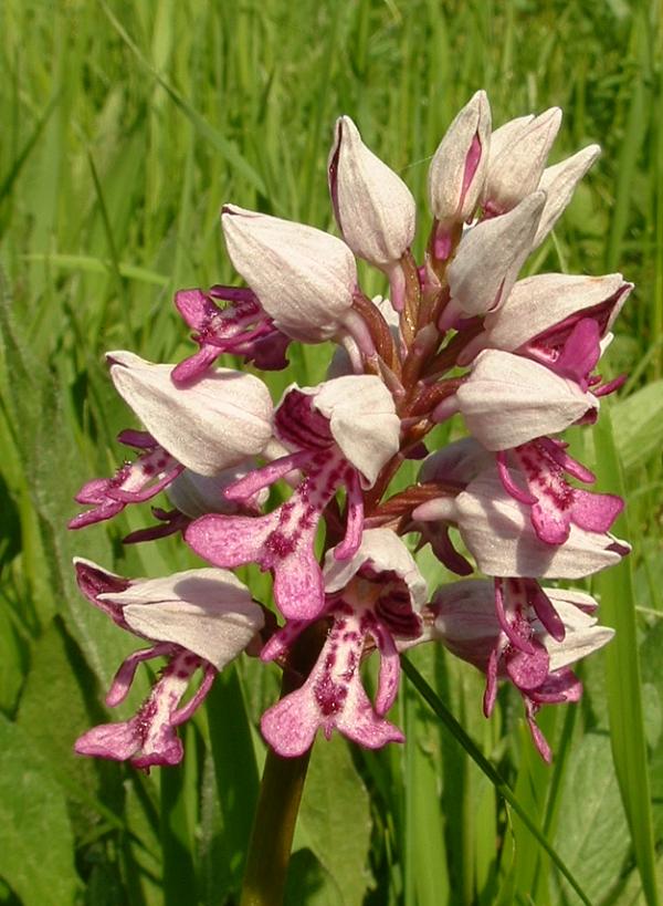 Orchis_militaris2