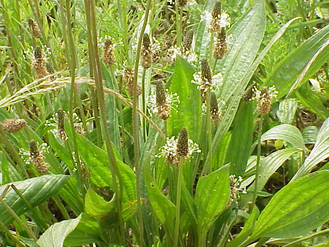 Plantago_lanceolata_flowers
