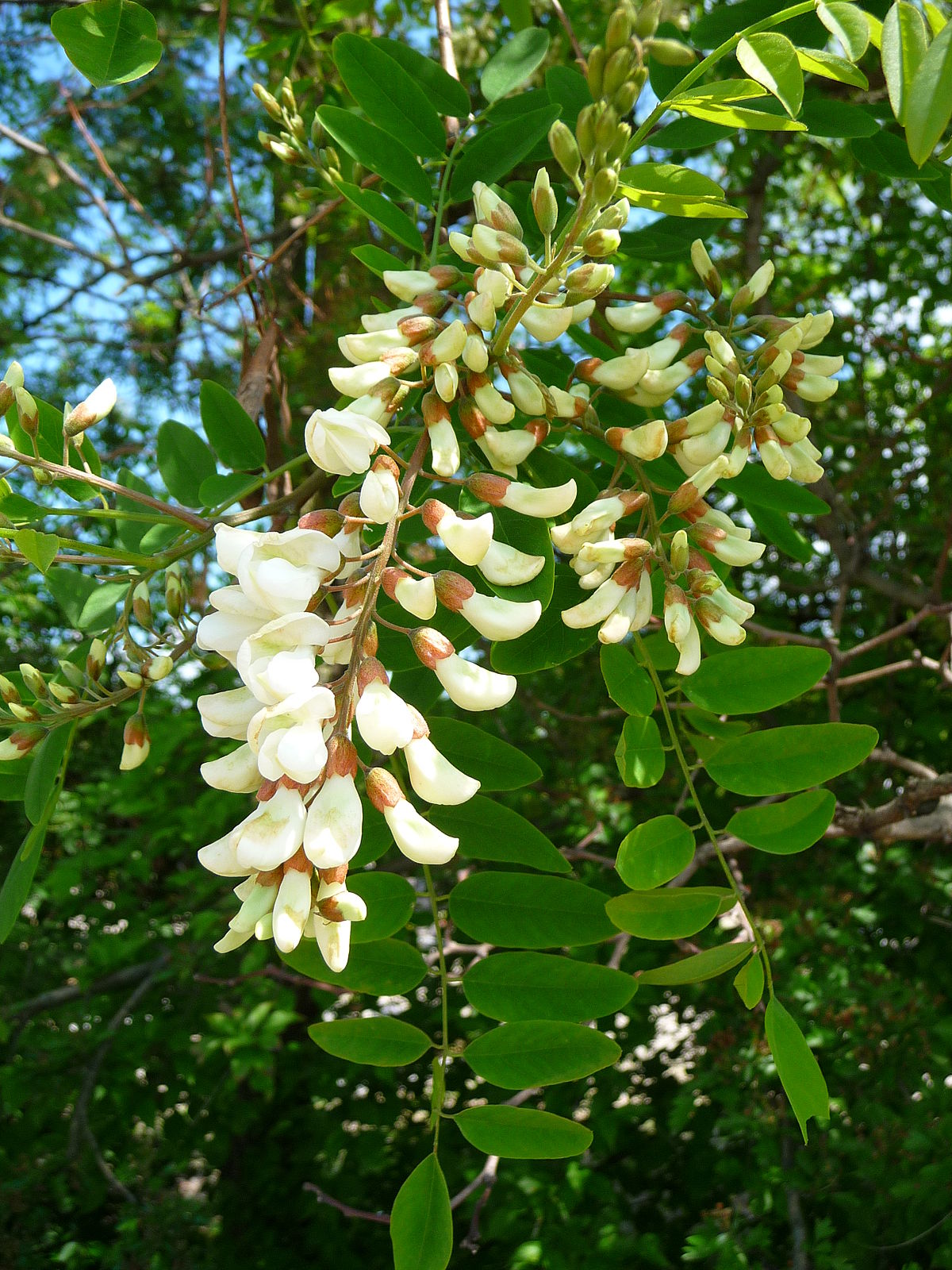 Rispe_weißer_Blüten