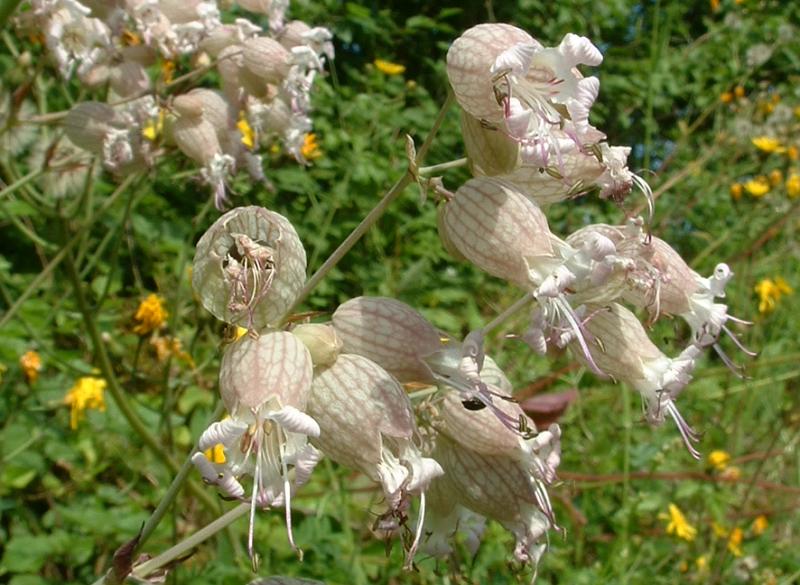 Silene_vulgaris1