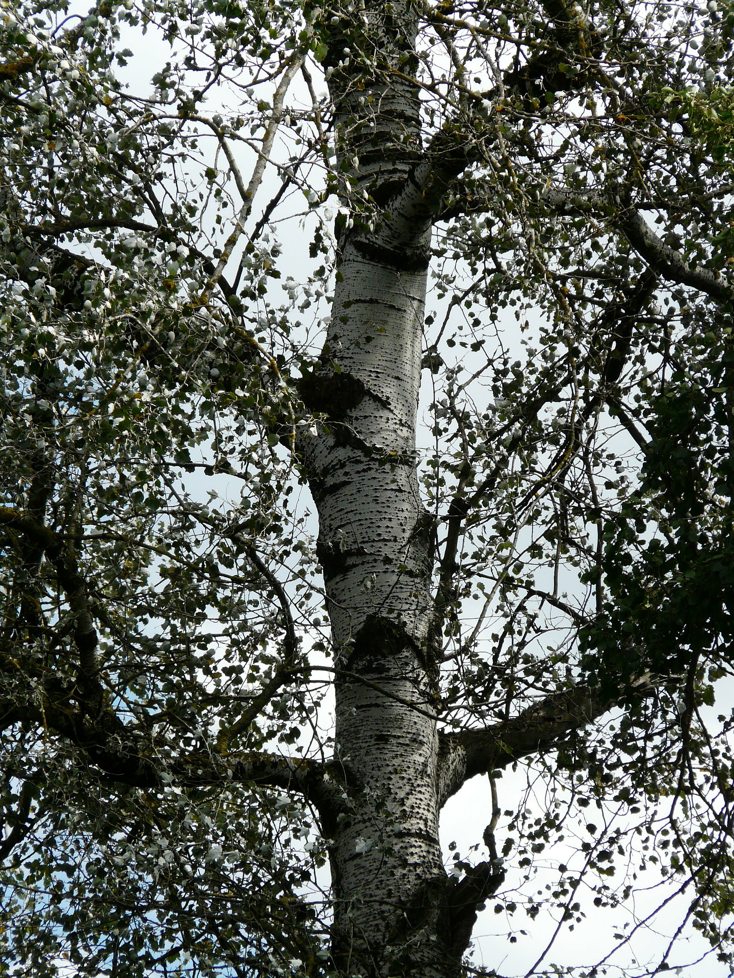populus-alba-59719_1920