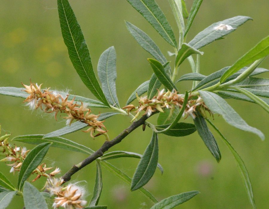 salix-eleagnos-900×700