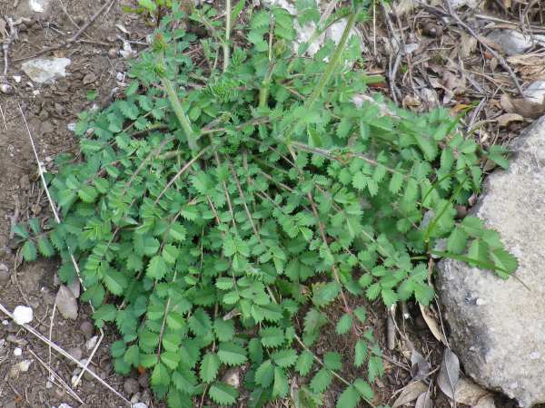 sanguisorba_minor (16)